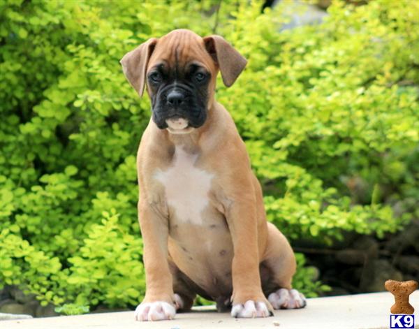 boxer puppy posted by kppups123