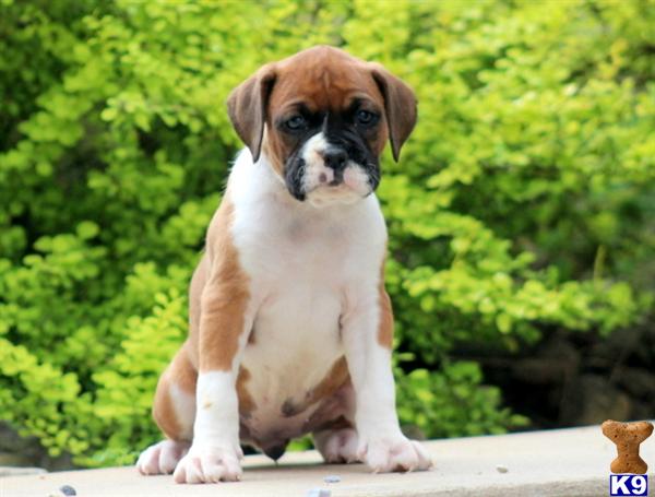 boxer puppy posted by kppups123
