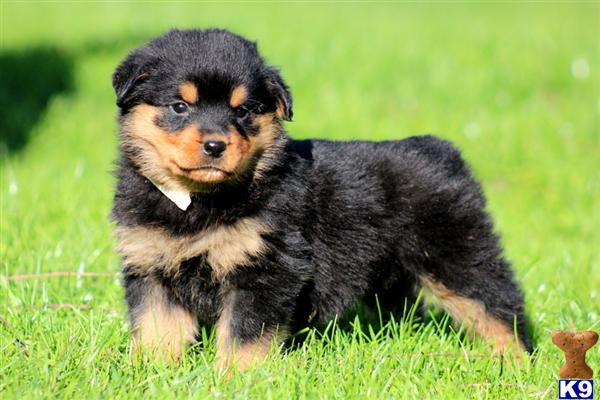 kppups123_rottweiler-a20121115114959.jpg