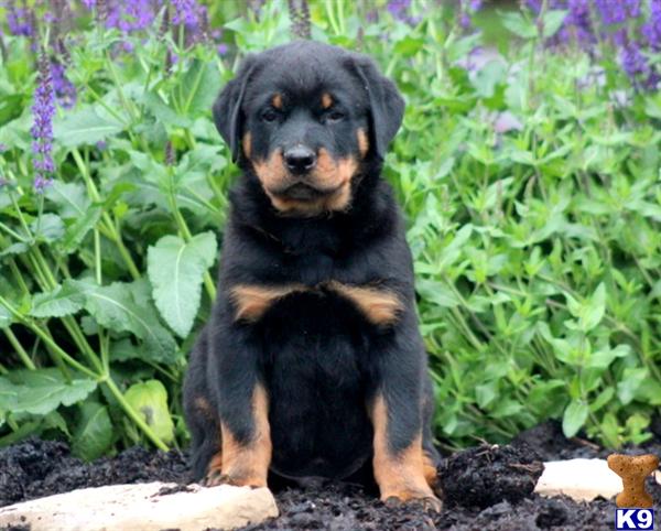 rottweiler puppy posted by kppups123