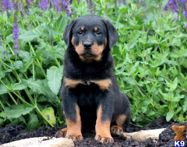 rottweiler puppy posted by kppups123