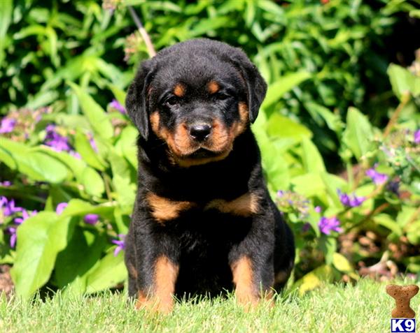 rottweiler puppy posted by kppups123