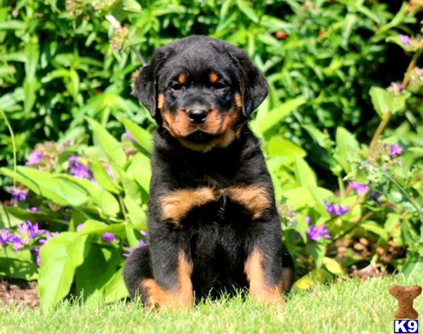 rottweiler puppy posted by kppups123