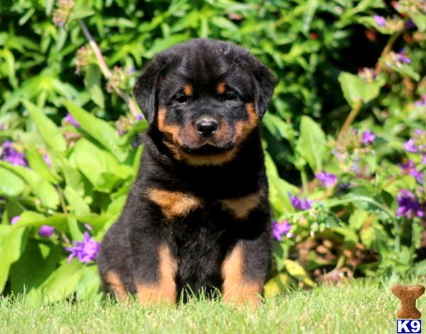 rottweiler puppy posted by kppups123