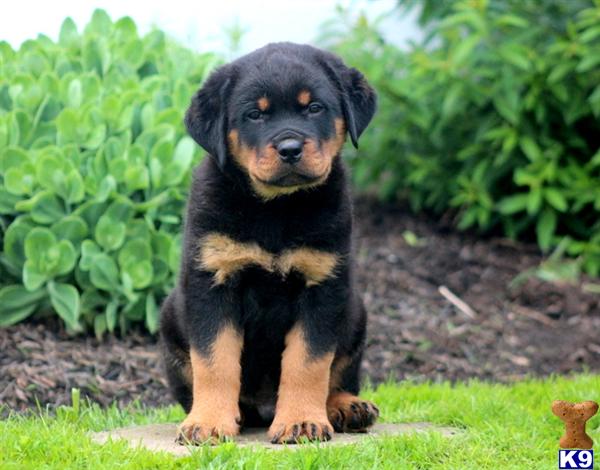 rottweiler puppy posted by kppups123