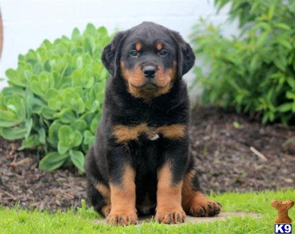 rottweiler puppy posted by kppups123