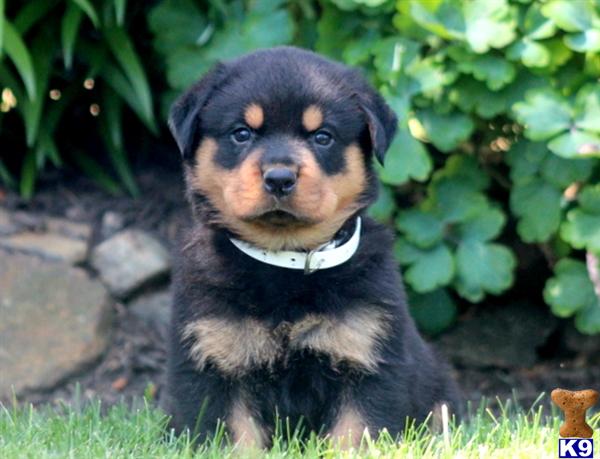 rottweiler puppy posted by kppups123
