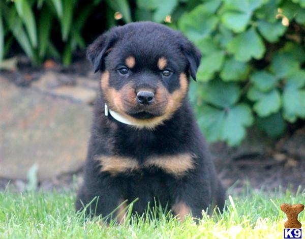 rottweiler puppy posted by kppups123