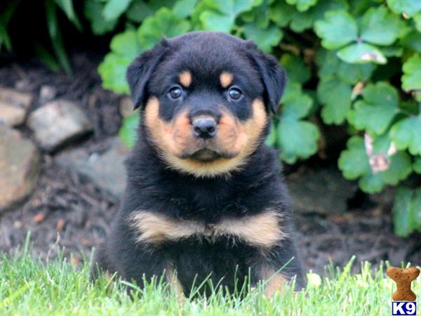 rottweiler puppy posted by kppups123
