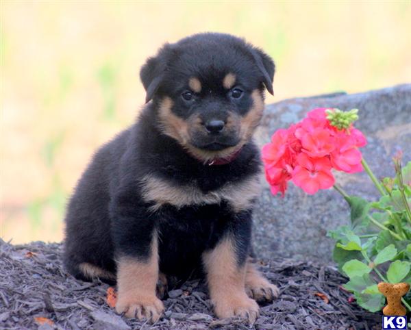 rottweiler puppy posted by kppups123