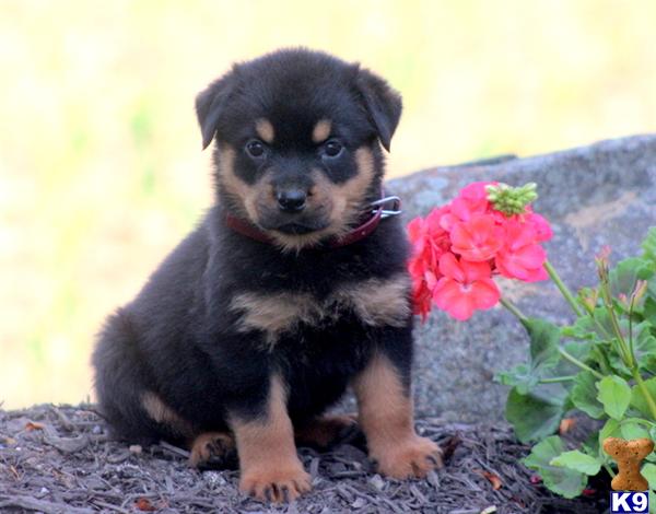 rottweiler puppy posted by kppups123