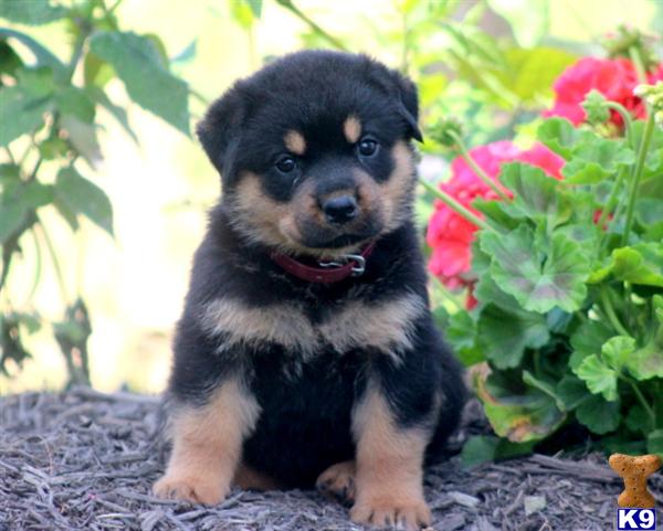 rottweiler puppy posted by kppups123