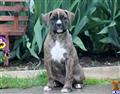 boxer puppy posted by kppups123