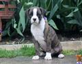 boxer puppy posted by kppups123