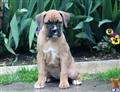 boxer puppy posted by kppups123
