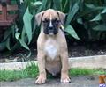 boxer puppy posted by kppups123