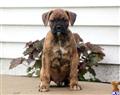 boxer puppy posted by kppups123