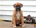 boxer puppy posted by kppups123