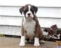 boxer puppy posted by kppups123