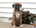 boxer puppy posted by kppups123