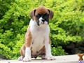 boxer puppy posted by kppups123