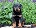 rottweiler puppy posted by kppups123