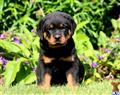rottweiler puppy posted by kppups123