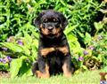 rottweiler puppy posted by kppups123