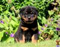 rottweiler puppy posted by kppups123