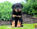 rottweiler puppy posted by kppups123
