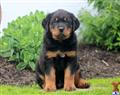 rottweiler puppy posted by kppups123