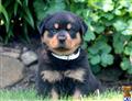 rottweiler puppy posted by kppups123