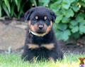 rottweiler puppy posted by kppups123