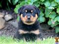 rottweiler puppy posted by kppups123