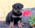 rottweiler puppy posted by kppups123