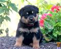 rottweiler puppy posted by kppups123