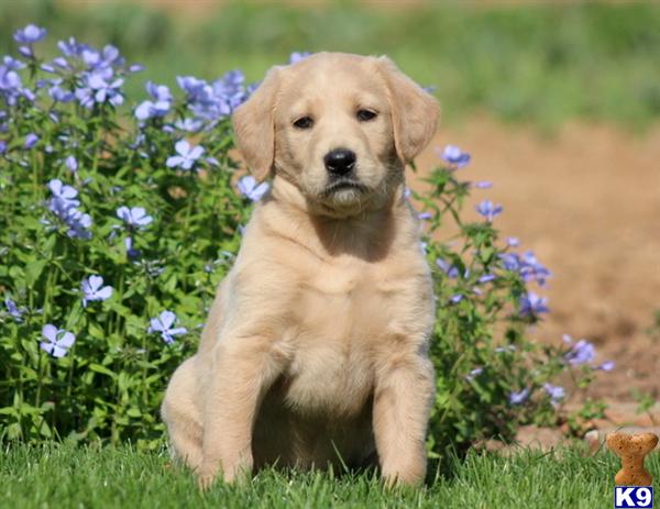 labradoodle puppy posted by kpuppies
