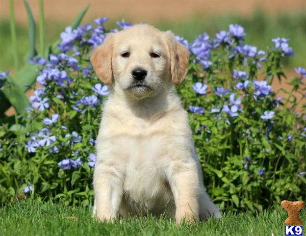 labradoodle puppy posted by kpuppies