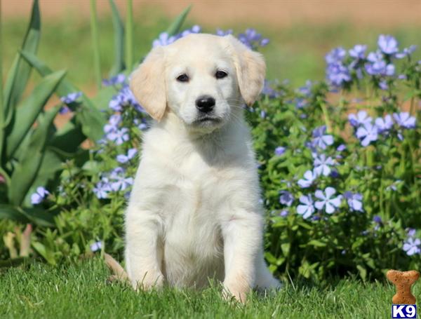 labradoodle puppy posted by kpuppies
