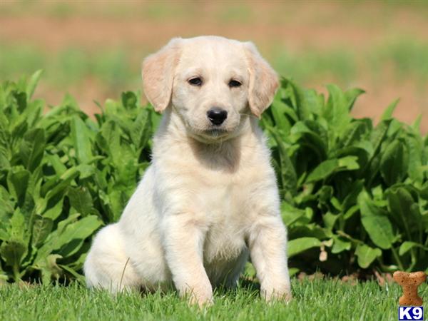 labradoodle puppy posted by kpuppies