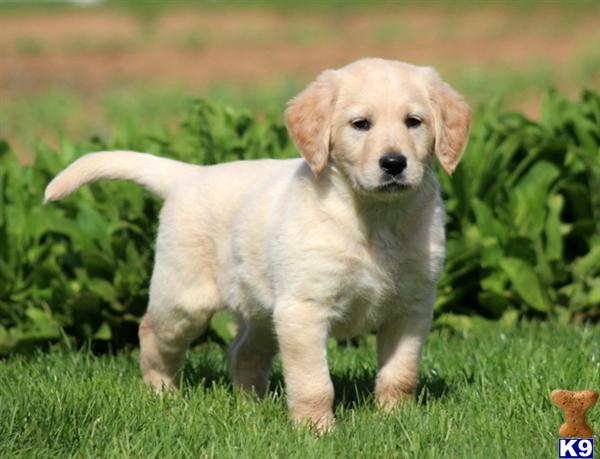 labradoodle puppy posted by kpuppies