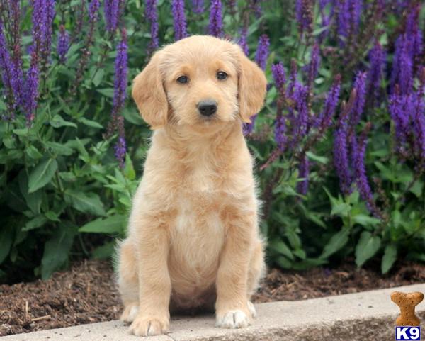 labradoodle puppy posted by kpuppies