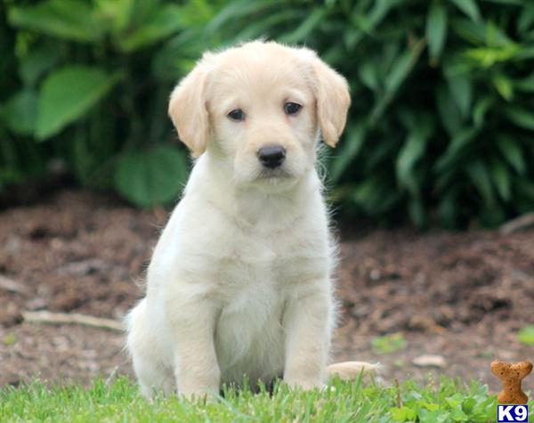 labradoodle puppy posted by kpuppies