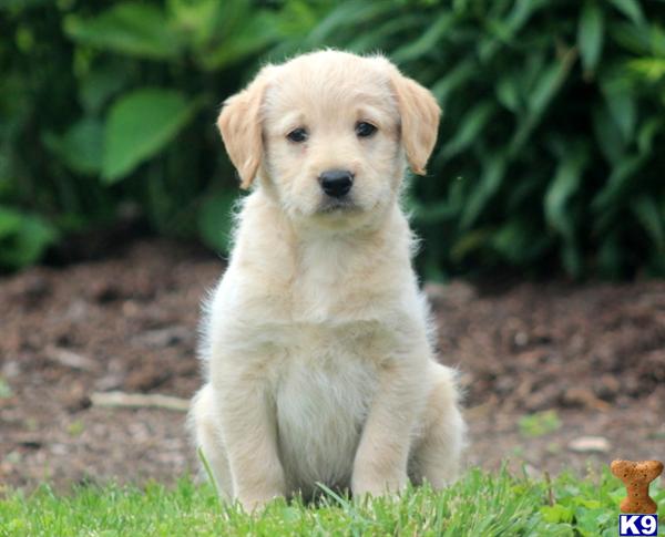 labradoodle puppy posted by kpuppies
