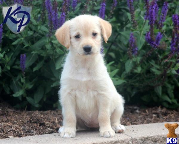 labradoodle puppy posted by kpuppies
