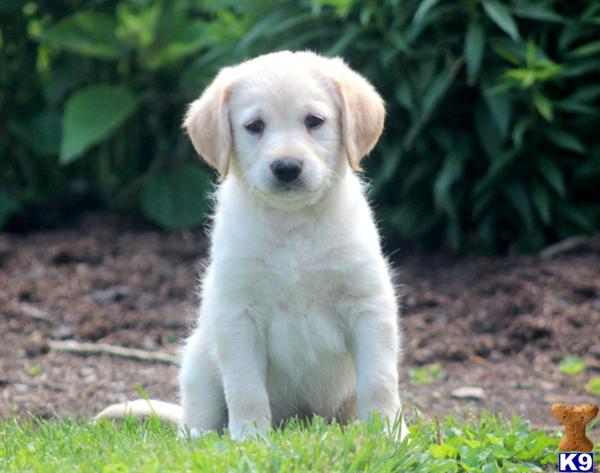 labradoodle puppy posted by kpuppies