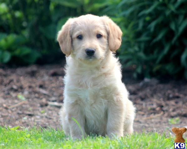 Labradoodle