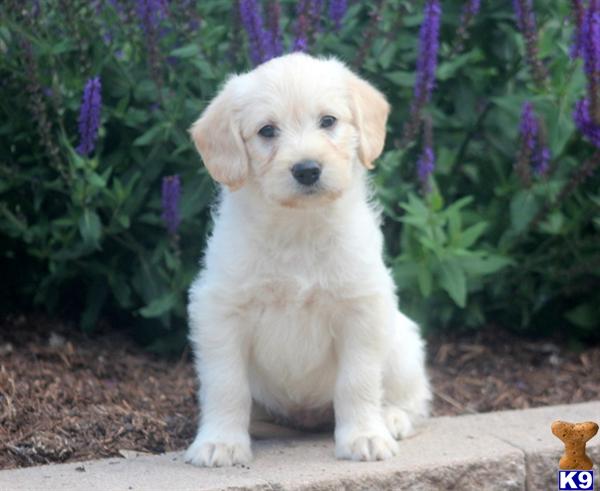 labradoodle puppy posted by kpuppies