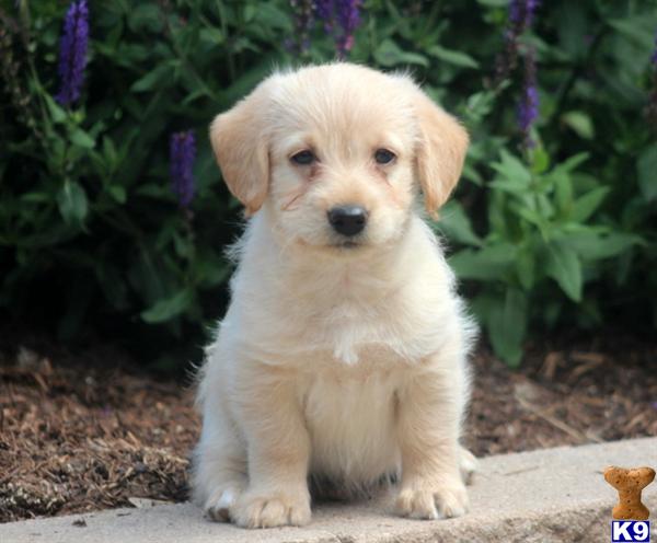 labradoodle puppy posted by kpuppies