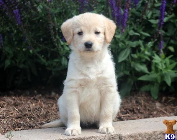 labradoodle puppy posted by kpuppies